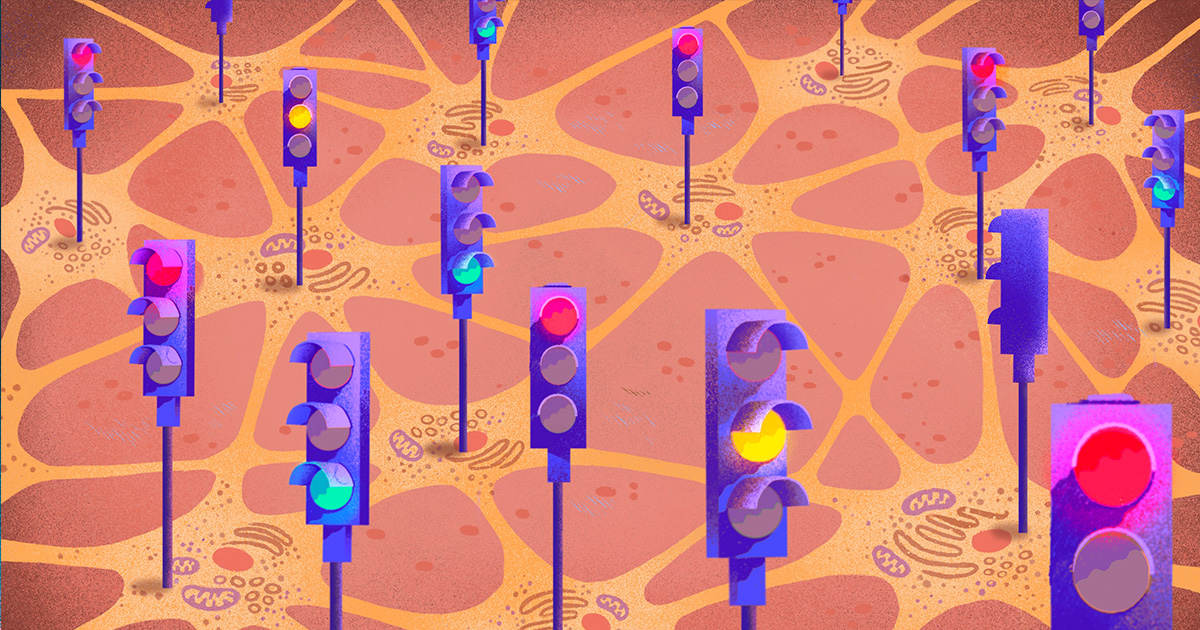 How the Brain Balances Excitation and Inhibition – Quanta Magazine
